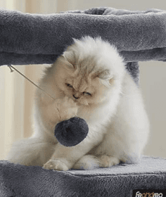 Drapak FEANDREA, drapak dla kota z dużą platformą